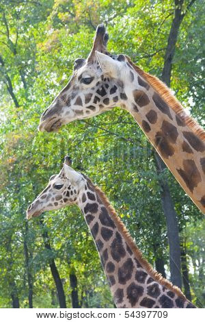Young Baringo giraffe