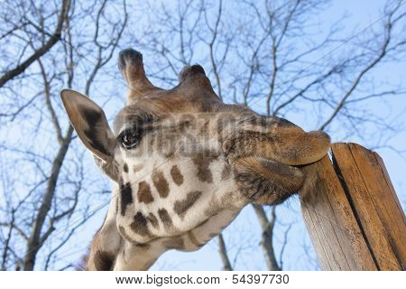 Young Baringo giraffe