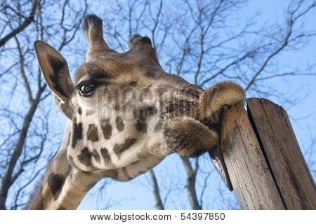 Young Baringo giraffe