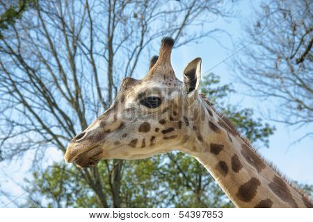 Young Baringo giraffe