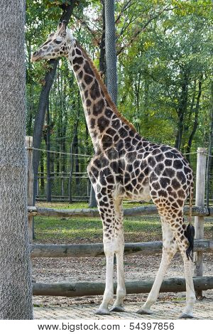 Young Baringo giraffe