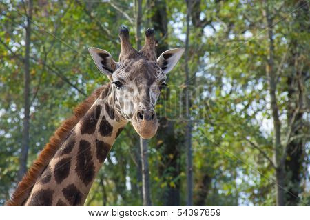 Young Baringo giraffe