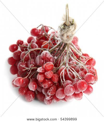 Red berries of viburnum with ice crystals, isolated on white