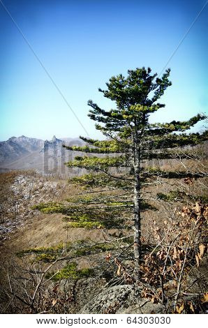 Larch Trees In Spring