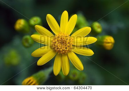 Bright Yellow Flower