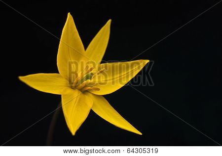 Yellow Tulip Flower
