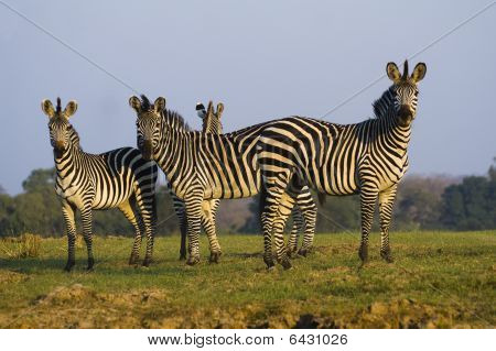 Zebra