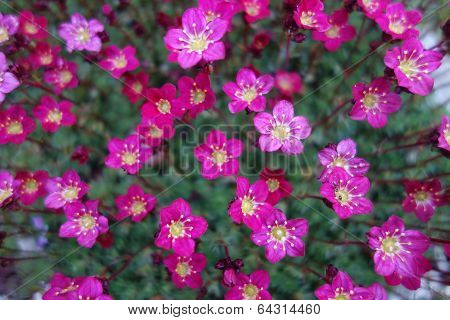 Pink Saxifrage Flowers