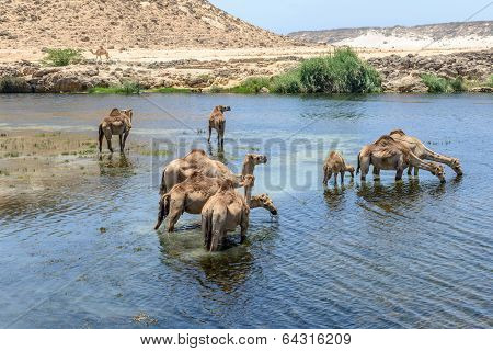 Dromedaries At Wadi Darbat, Taqah (oman)