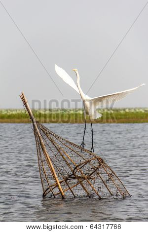 Egret