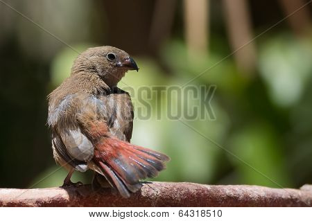 Young Red-billed Firefinch With Unusual Crossed Bill