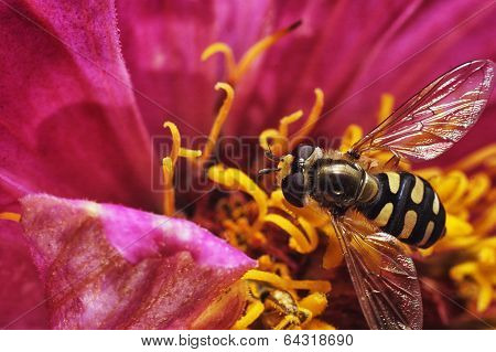 Fly