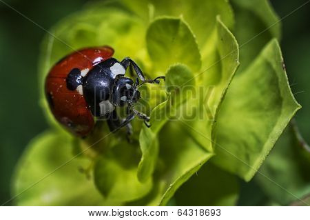 Ladybug