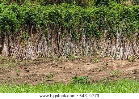 Cassava