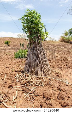 Cassava