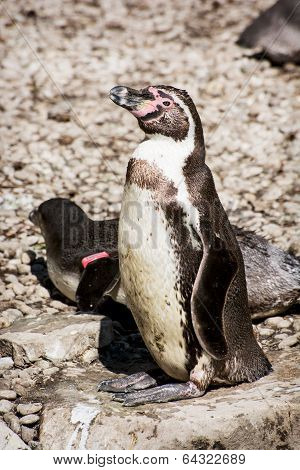 Humboldt Penguin (spheniscus Humboldti)