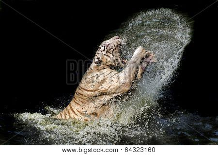 Benggal tiger