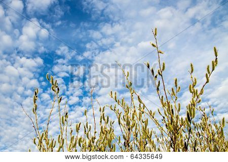 Catkins Against The Cloudy Sky