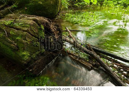Rotten log in a creek