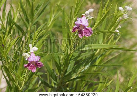 Chilopsis linearis blossom
