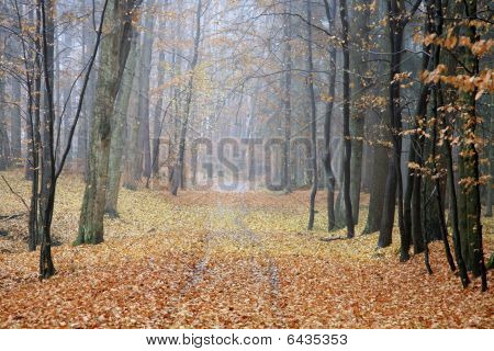 Podzimní ryzí zlato Road v lese