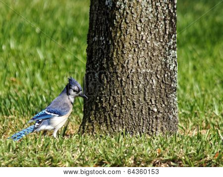 Blue Jay with Ruffled Crest