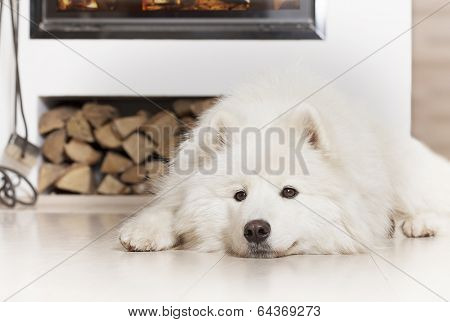 Samoyed Dog  By Fireplace