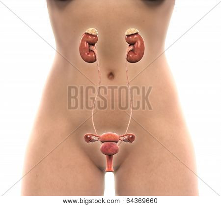 Female Urogenital Anatomy