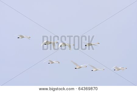 Cygnus cygnus, whooper swan in the sky.