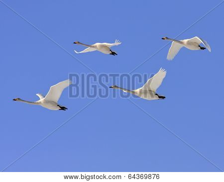 Cygnus cygnus, whooper swan in the sky.