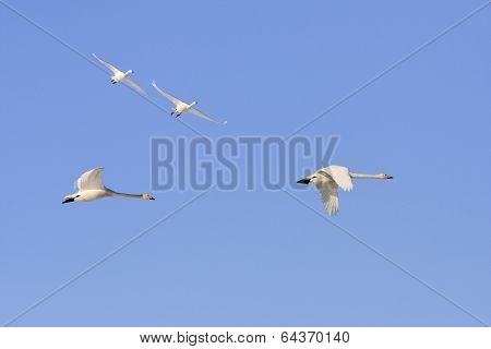Cygnus cygnus, whooper swan in the sky.