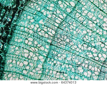 Pine Wood Micrograph