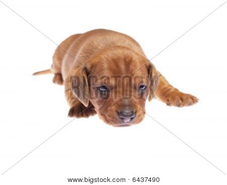 Cucciolo di bassotto