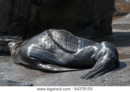 Brown Fur Seals