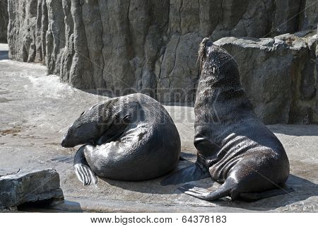 Brown Fur Seals (arctocephalus Pusillus)