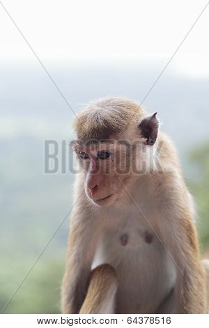 Toque Macaque