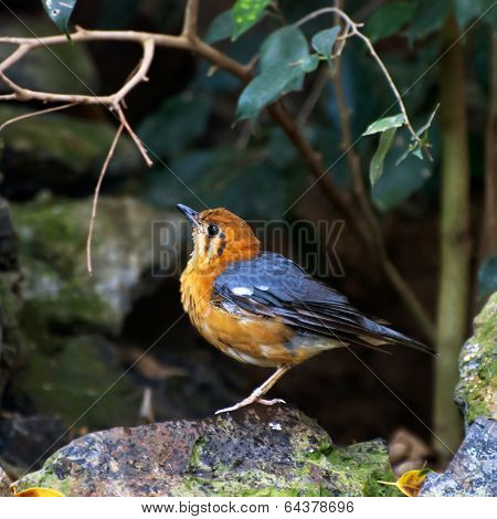 Orange Headed Thrush (zoothera Citrina)