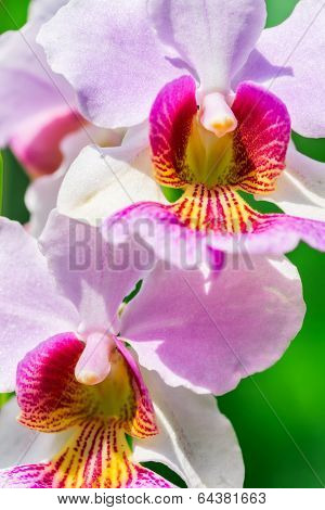Vanda Miss Joaquim Orchid , National Flower Of Singapore, Close Up