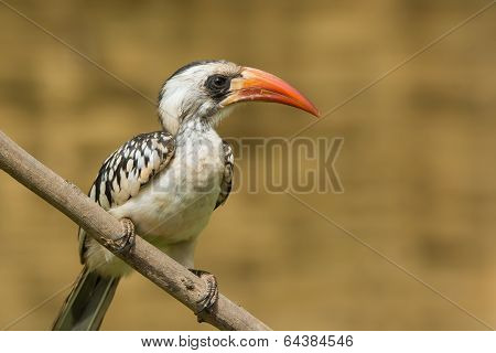 Western Red-billed Perched On A Branch