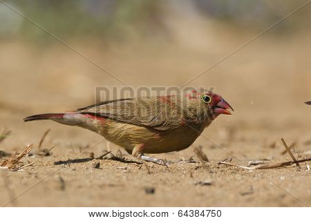 Young Red-billed Firefinch Searching For Seed In The Sand