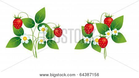 Strawberry Bushes