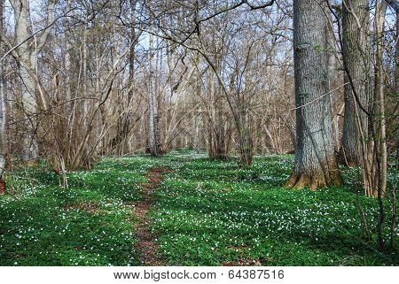 Springtime Footpath