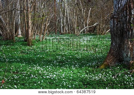Springtime In A Forest