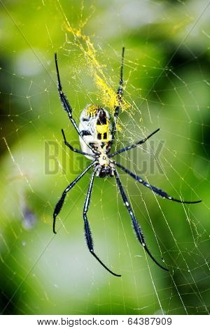 Golden Orb-web Spider