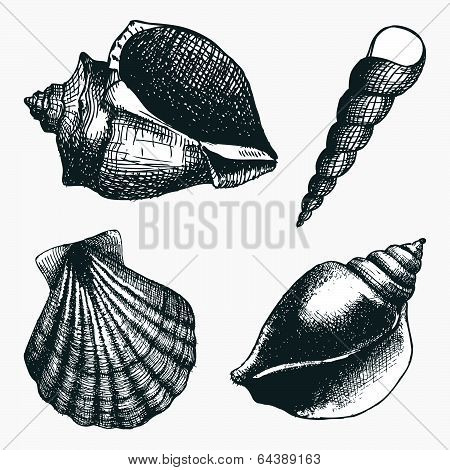 Vector set with hand drawn sea shell