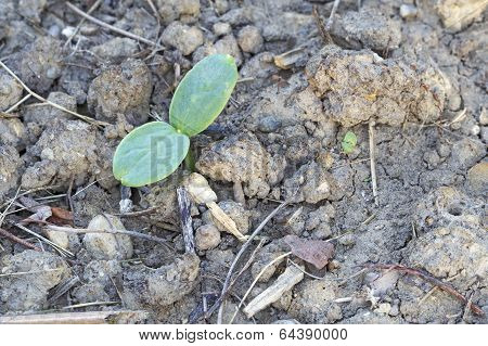 Cotyledons Of A Germinating Melon Seed