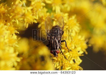 Fly on a yellow blossom