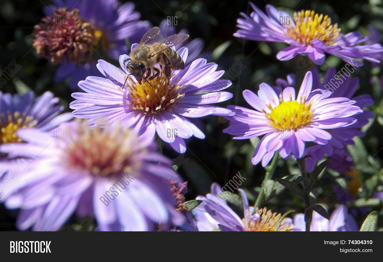 Bee On Flowers Aster Image & Photo (Free Trial) Bigstock
