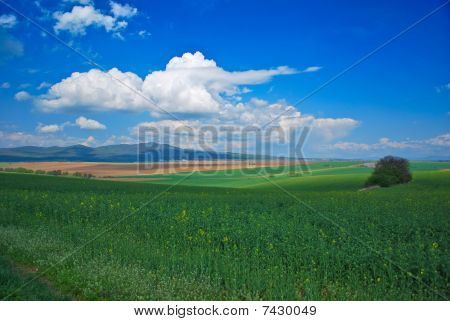 Campo di semi oleosi