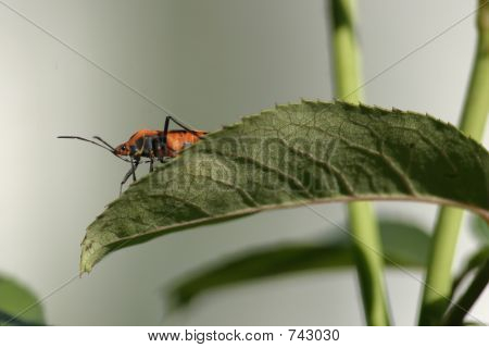 bug su foglia